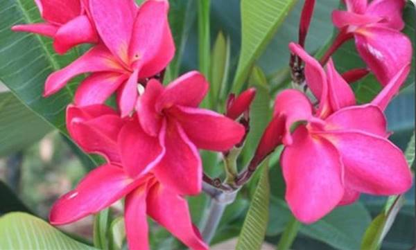 PLUMERIA RUBRA RED MONALISA