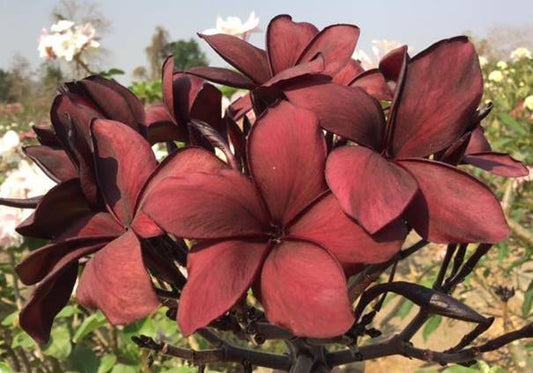 PLUMERIA RUBRA SAMURAI