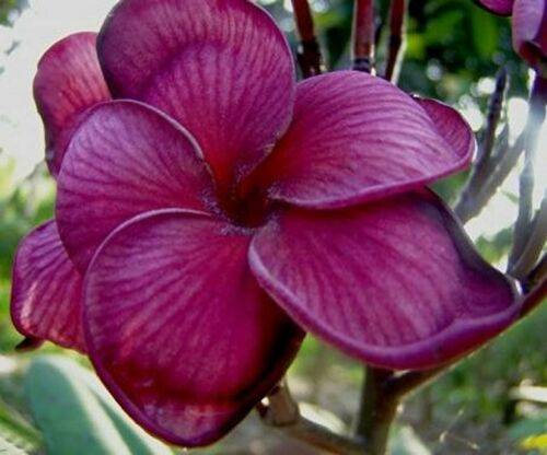 PLUMERIA RUBRA BLACK TIGER