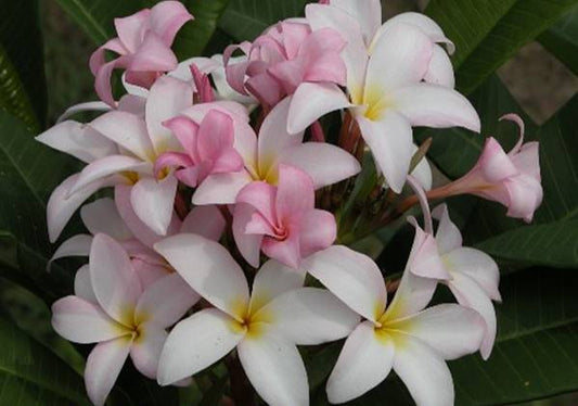 PLUMERIA RUBRA SLAUGHTER PINK