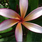 PLUMERIA RUBRA SEA STAR