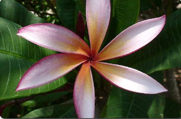 PLUMERIA RUBRA SEA STAR