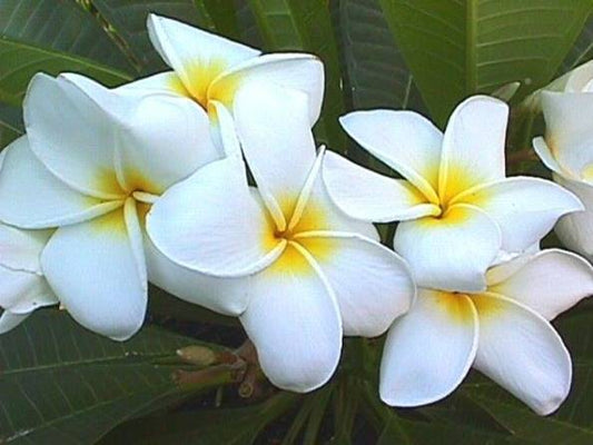 PLUMERIA RUBRA SCENTSATIONAL