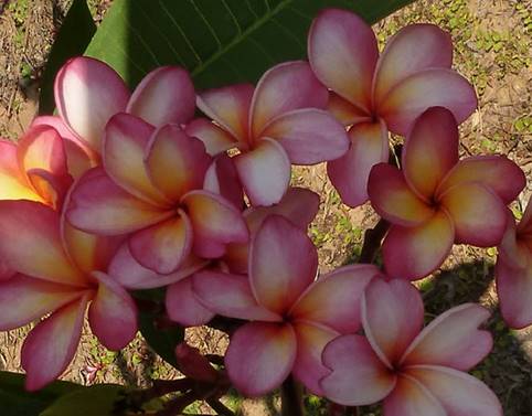 PLUMERIA RUBRA SUPER NOVA