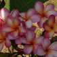 PLUMERIA RUBRA SUPER NOVA