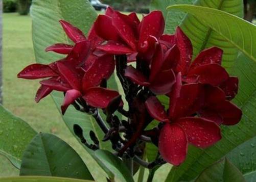 PLUMERIA RUBRA SCOTT PRAT