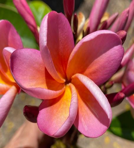 PLUMERIA RUBRA SPELLBOUND