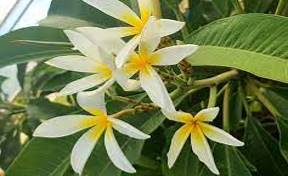 PLUMERIA RUBRA STAR OF DAVID