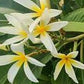 PLUMERIA RUBRA STAR OF DAVID