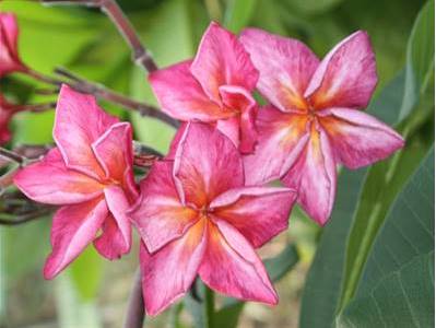 PLUMERIA RUBRA TIGER