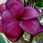 PLUMERIA RUBRA BLACK TIGER