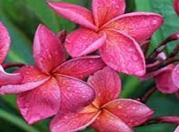 PLUMERIA RUBRA CRIMSON BEAUTY