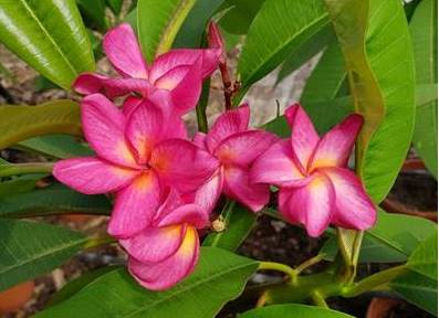 PLUMERIA RUBRA TIFFANY