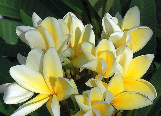 PLUMERIA RUBRA THAI AZTEC GOLD