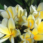 PLUMERIA RUBRA THAI AZTEC GOLD