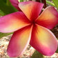 PLUMERIA RUBRA TAWEECHOKE