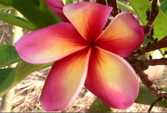 PLUMERIA RUBRA TAWEECHOKE