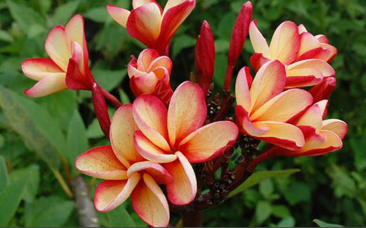 PLUMERIA RUBRA TONG TAWEECHOKE