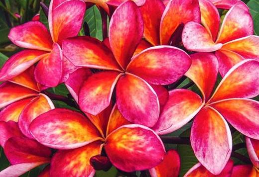 PLUMERIA RUBRA THAI SPLASH