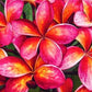 PLUMERIA RUBRA THAI SPLASH