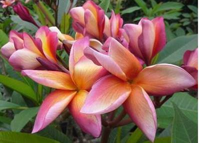 PLUMERIA RUBRA TOFFY