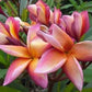 PLUMERIA RUBRA TOFFY