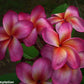 PLUMERIA RUBRA TEMPTATION