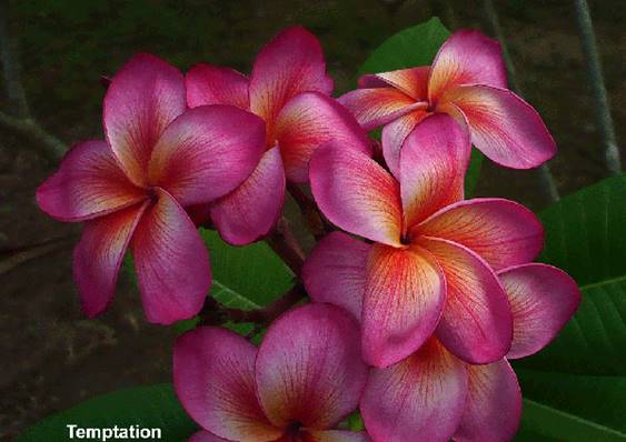 PLUMERIA RUBRA TEMPTATION