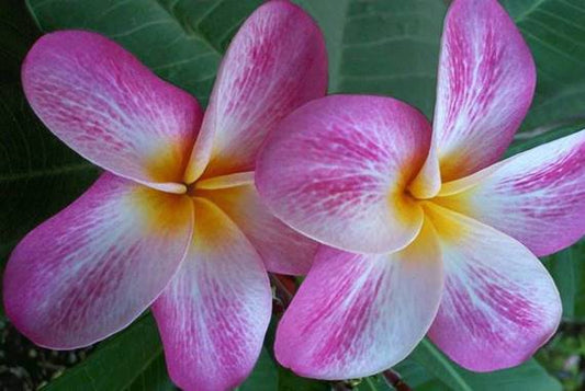 PLUMERIA RUBRA TESLA GIRL