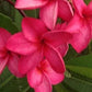 PLUMERIA RUBRA VENUS