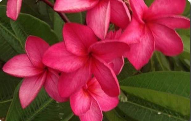 PLUMERIA RUBRA VENUS