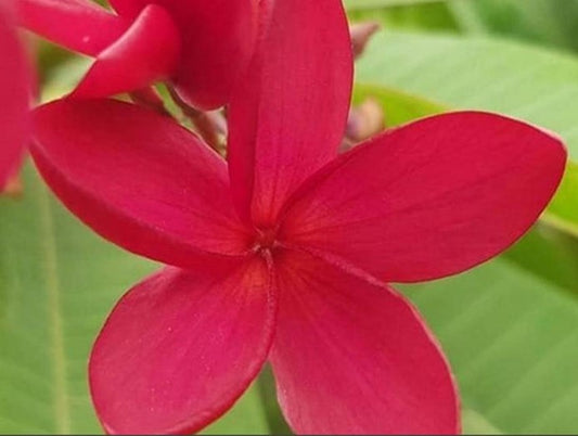 PLUMERIA RUBRA CONGO