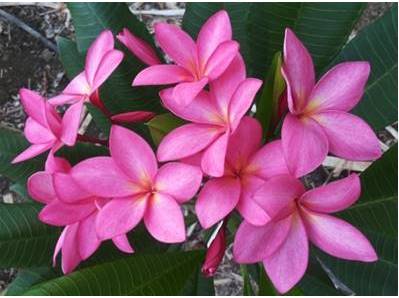 PLUMERIA RUBRA VOLCANO