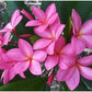 PLUMERIA RUBRA VOLCANO