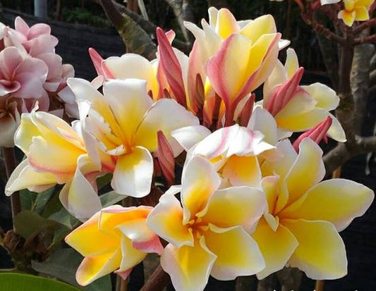 PLUMERIA RUBRA VISHANU GOLD