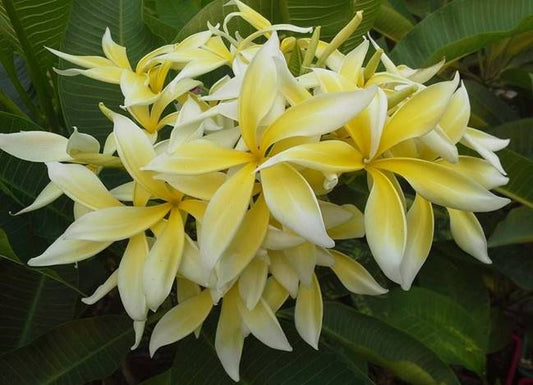 PLUMERIA RUBRA YELLOW GIANT SPIDER