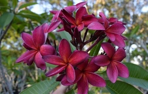 PLUMERIA RUBRA WILDFIRE