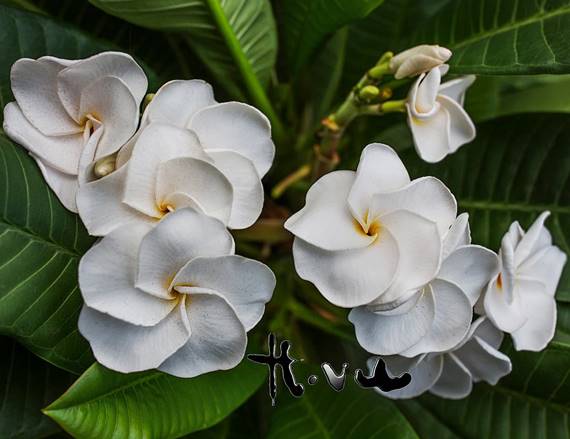 PLUMERIA RUBRA WHITE PANSY