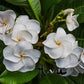 PLUMERIA RUBRA WHITE PANSY