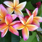 PLUMERIA RUBRA WHIRL WIND