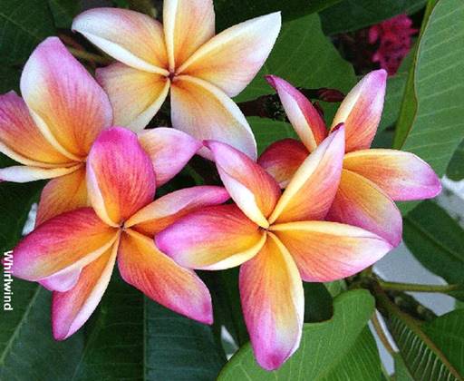 PLUMERIA RUBRA WHIRL WIND