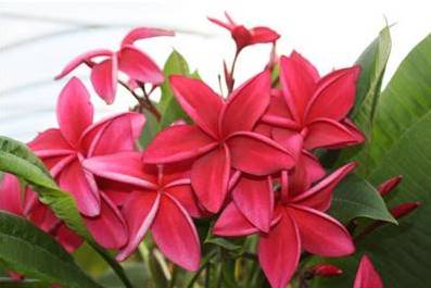 PLUMERIA RUBRA WAKO