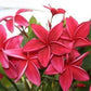 PLUMERIA RUBRA WAKO