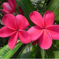 PLUMERIA RUBRA ZONA ROSA