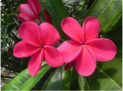 PLUMERIA RUBRA ZONA ROSA