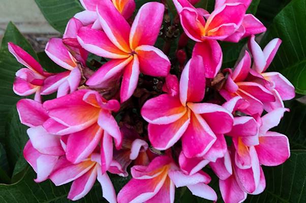 PLUMERIA RUBRA ZANZIBAR