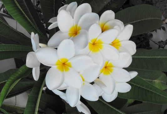 PLUMERIA RUBRA SANTAGATA