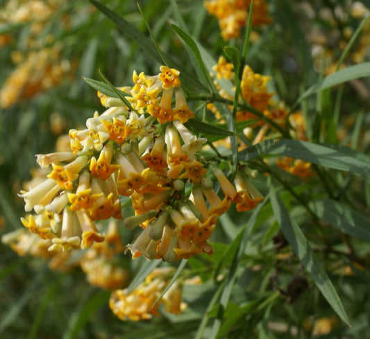 FREYLINIA LANCEOLATA (AGRIFOGLIO DI SINGAPORE)