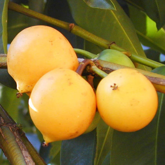 GARCINIA GARDNERIANA (BACUPARI)