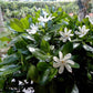 GARDENIA TAHITENSIS (TIARE')